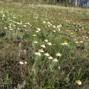 Leucochrysum albicans subsp. tricolor at Nicholls, ACT - 15 Oct 2017 05:18 PM