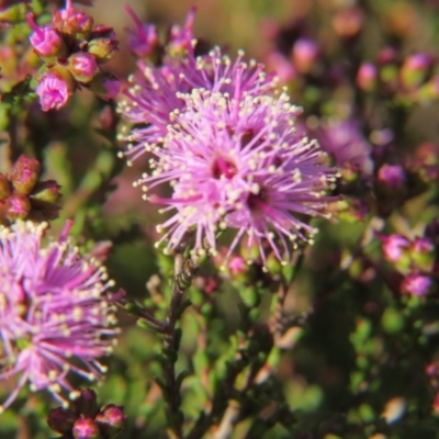 Kunzea parvifolia (Violet Kunzea) at Percival Hill - 15 Oct 2017 by gavinlongmuir