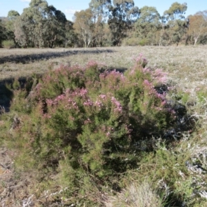 Kunzea parvifolia at Nicholls, ACT - 15 Oct 2017