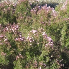 Kunzea parvifolia at Nicholls, ACT - 15 Oct 2017