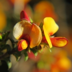 Pultenaea procumbens (Bush Pea) at Nicholls, ACT - 15 Oct 2017 by gavinlongmuir