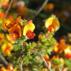 Pultenaea procumbens at Nicholls, ACT - 15 Oct 2017