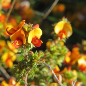 Pultenaea procumbens at Nicholls, ACT - 15 Oct 2017