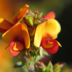 Pultenaea procumbens at Nicholls, ACT - 15 Oct 2017 05:06 PM