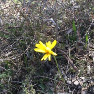 Microseris walteri at Nicholls, ACT - 7 Oct 2017