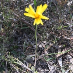 Microseris walteri at Nicholls, ACT - 7 Oct 2017