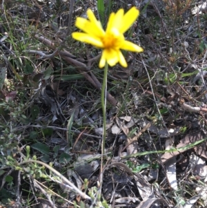 Microseris walteri at Nicholls, ACT - 7 Oct 2017