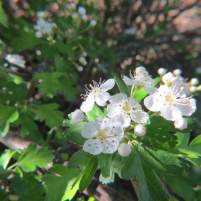 Crataegus monogyna (Hawthorn) at Nicholls, ACT - 15 Oct 2017 by gavinlongmuir