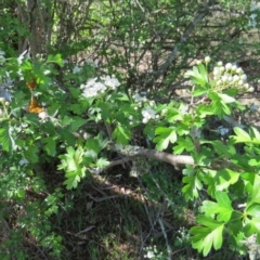 Crataegus monogyna at Nicholls, ACT - 15 Oct 2017