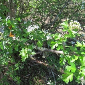 Crataegus monogyna at Nicholls, ACT - 15 Oct 2017