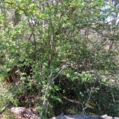 Crataegus monogyna at Nicholls, ACT - 15 Oct 2017