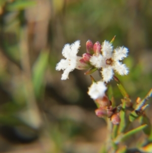 Leucopogon virgatus at Nicholls, ACT - 15 Oct 2017