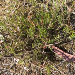 Leucopogon virgatus at Nicholls, ACT - 15 Oct 2017