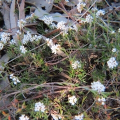 Leucopogon virgatus at Nicholls, ACT - 15 Oct 2017