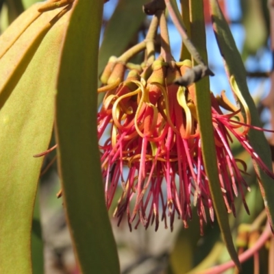 Amyema miquelii (Box Mistletoe) at Percival Hill - 15 Oct 2017 by gavinlongmuir