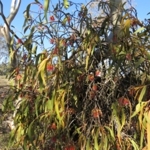 Amyema miquelii at Nicholls, ACT - 15 Oct 2017