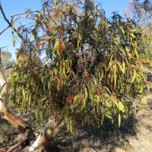 Amyema miquelii at Nicholls, ACT - 15 Oct 2017