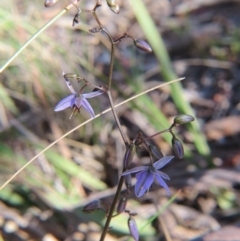 Dianella revoluta var. revoluta (Black-Anther Flax Lily) at Percival Hill - 21 Oct 2017 by gavinlongmuir