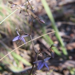 Dianella revoluta var. revoluta at Nicholls, ACT - 21 Oct 2017 05:03 PM