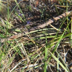 Dianella revoluta var. revoluta at Nicholls, ACT - 21 Oct 2017 05:03 PM