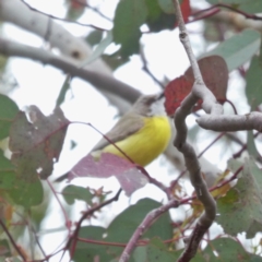 Gerygone olivacea (White-throated Gerygone) at QPRC LGA - 22 Oct 2017 by Wandiyali