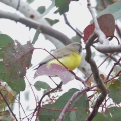 Gerygone olivacea at Googong, NSW - 22 Oct 2017