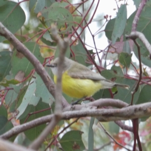 Gerygone olivacea at Googong, NSW - 22 Oct 2017