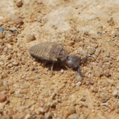 Myrmeleontidae (family) (Unidentified Antlion Lacewing) at QPRC LGA - 13 Oct 2017 by Wandiyali