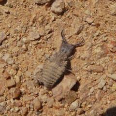 Myrmeleontidae (family) at Googong, NSW - 13 Oct 2017 02:04 PM