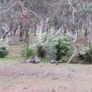 Crataegus monogyna at Nicholls, ACT - 22 Oct 2017