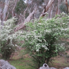 Crataegus monogyna at Nicholls, ACT - 22 Oct 2017