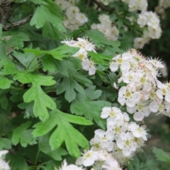 Crataegus monogyna at Nicholls, ACT - 22 Oct 2017