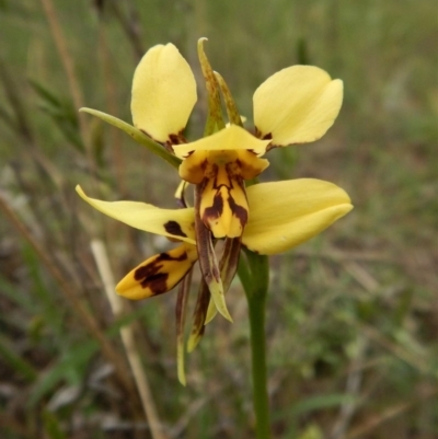 Diuris sulphurea (Tiger Orchid) at Canberra Central, ACT - 22 Oct 2017 by CathB