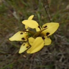 Diuris sulphurea at Canberra Central, ACT - suppressed