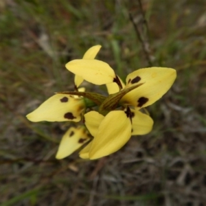 Diuris sulphurea at Canberra Central, ACT - 22 Oct 2017