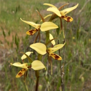 Diuris sulphurea at Canberra Central, ACT - 22 Oct 2017