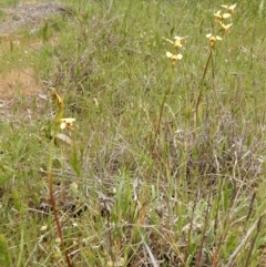 Diuris sulphurea at Canberra Central, ACT - suppressed