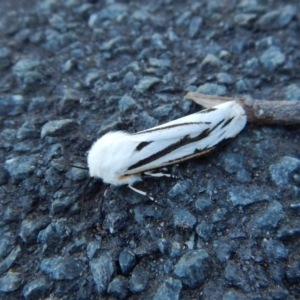 Aloa marginata at Belconnen, ACT - 12 Oct 2017