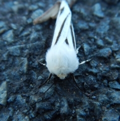 Aloa marginata at Belconnen, ACT - 12 Oct 2017