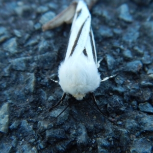 Aloa marginata at Belconnen, ACT - 12 Oct 2017