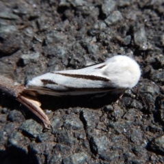 Aloa marginata at Belconnen, ACT - 12 Oct 2017