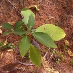 Solanum mauritianum (Wild Tobacco Tree) at Isaacs Ridge and Nearby - 22 Oct 2017 by Mike