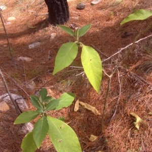 Solanum mauritianum at Isaacs, ACT - 22 Oct 2017