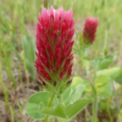 Trifolium incarnatum (Crimson Clover) at West Stromlo - 21 Oct 2017 by Christine