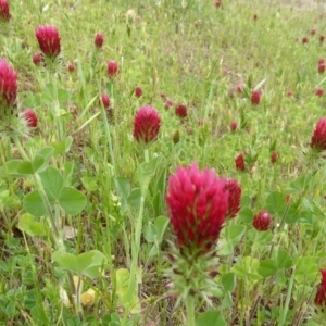 Trifolium incarnatum at Stromlo, ACT - 22 Oct 2017