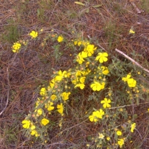 Hibbertia obtusifolia at Isaacs, ACT - 22 Oct 2017 01:49 PM