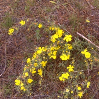 Hibbertia obtusifolia (Grey Guinea-flower) at Isaacs, ACT - 22 Oct 2017 by Mike