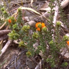 Pultenaea procumbens (Bush Pea) at Isaacs Ridge and Nearby - 22 Oct 2017 by Mike