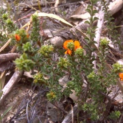 Pultenaea procumbens (Bush Pea) at Isaacs Ridge - 22 Oct 2017 by Mike