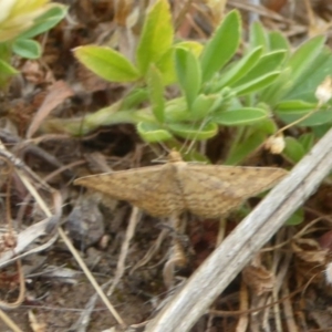 Scopula rubraria at Stromlo, ACT - 22 Oct 2017